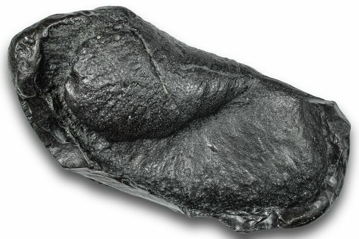 Fossil Whale Ear Bone - South Carolina #248395